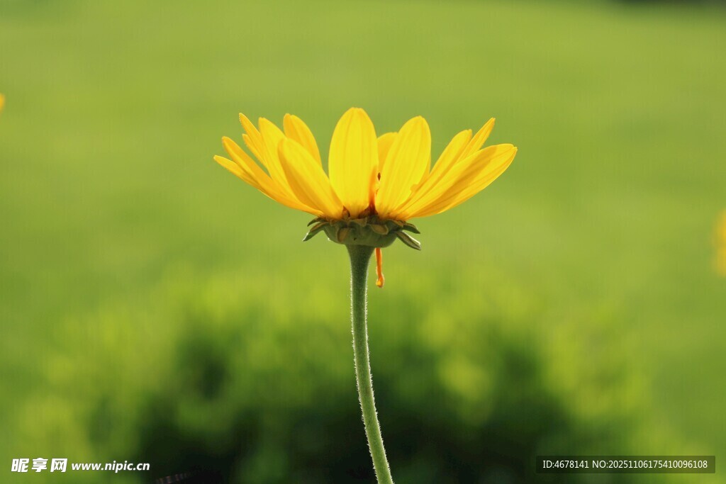 单朵黄色小花绽放于绿野