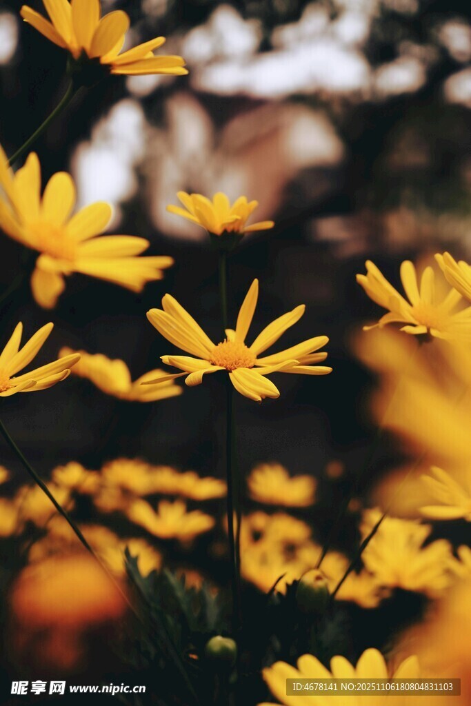 金黄雏菊绽放美丽瞬间