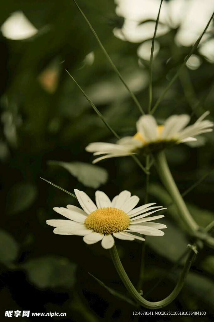 清新雏菊绽放于绿意间