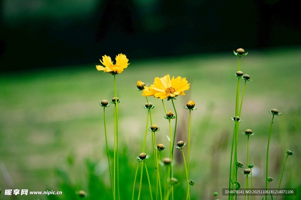 春日草地中的黄色小花