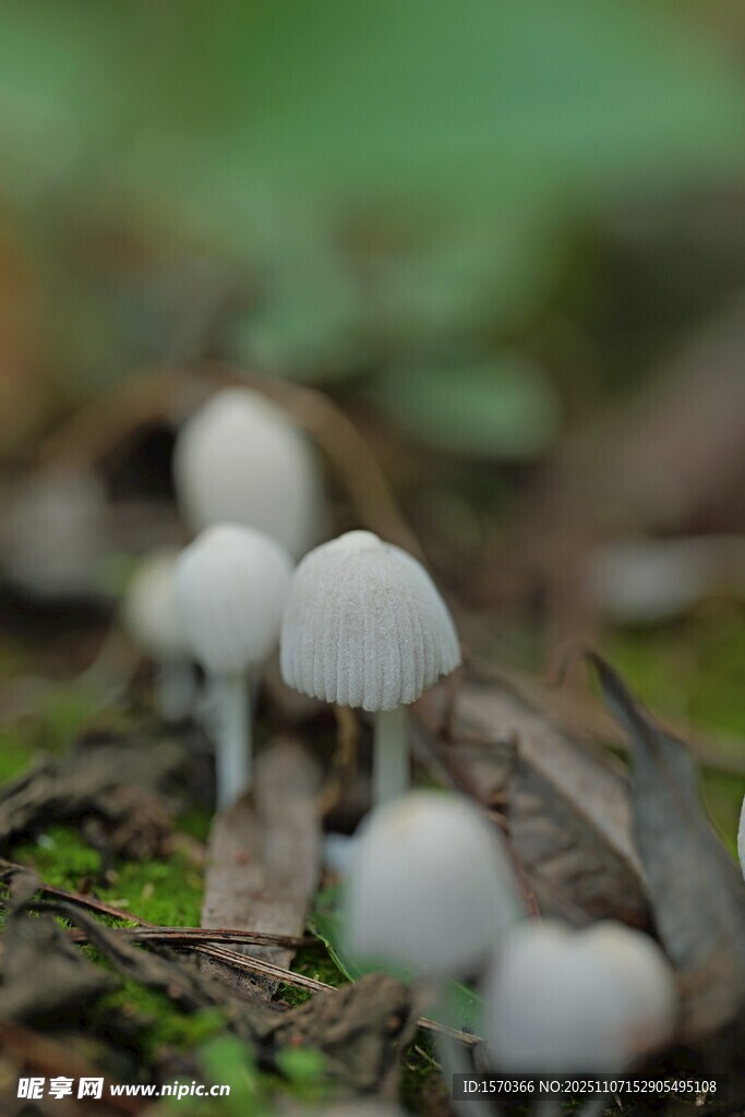 林间白色小蘑菇
