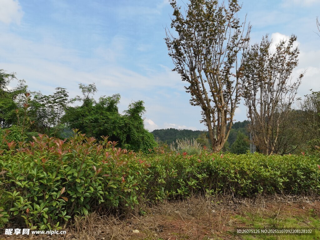 郊外绿植景观