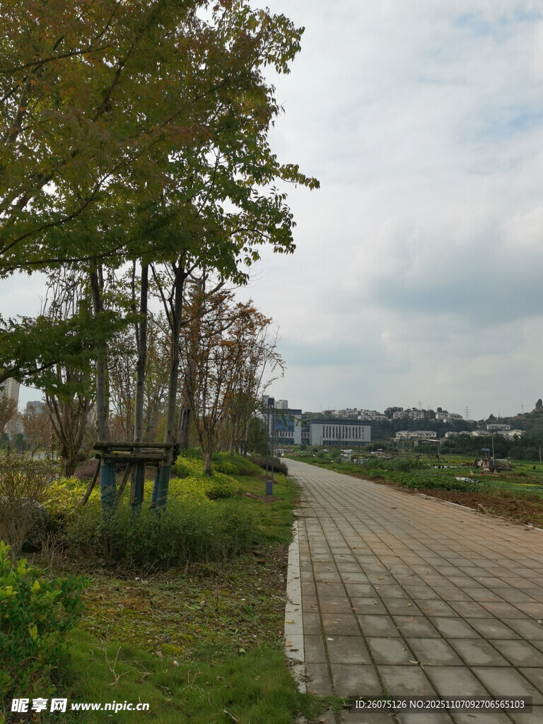 乡村砖石小路旁绿树成荫