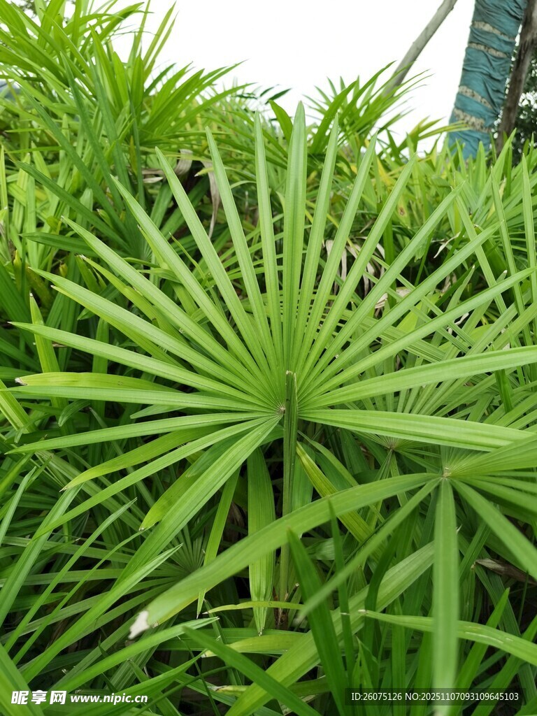 翠绿扇形叶片的热带植物