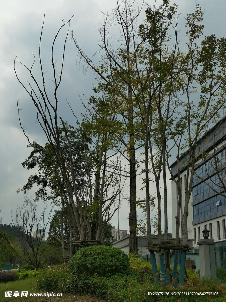 户外树木与现代建筑景观