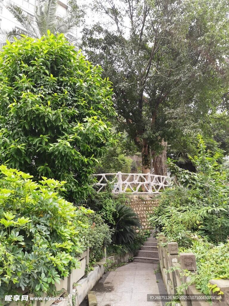 林间小径绿意盎然的景致