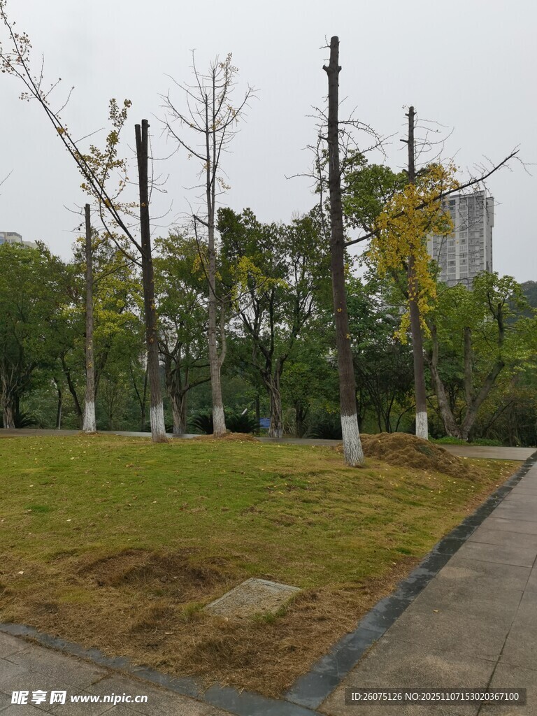 城市中修剪后的树木景观