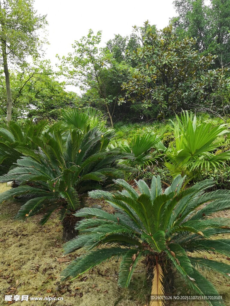 户外铁树植物景观