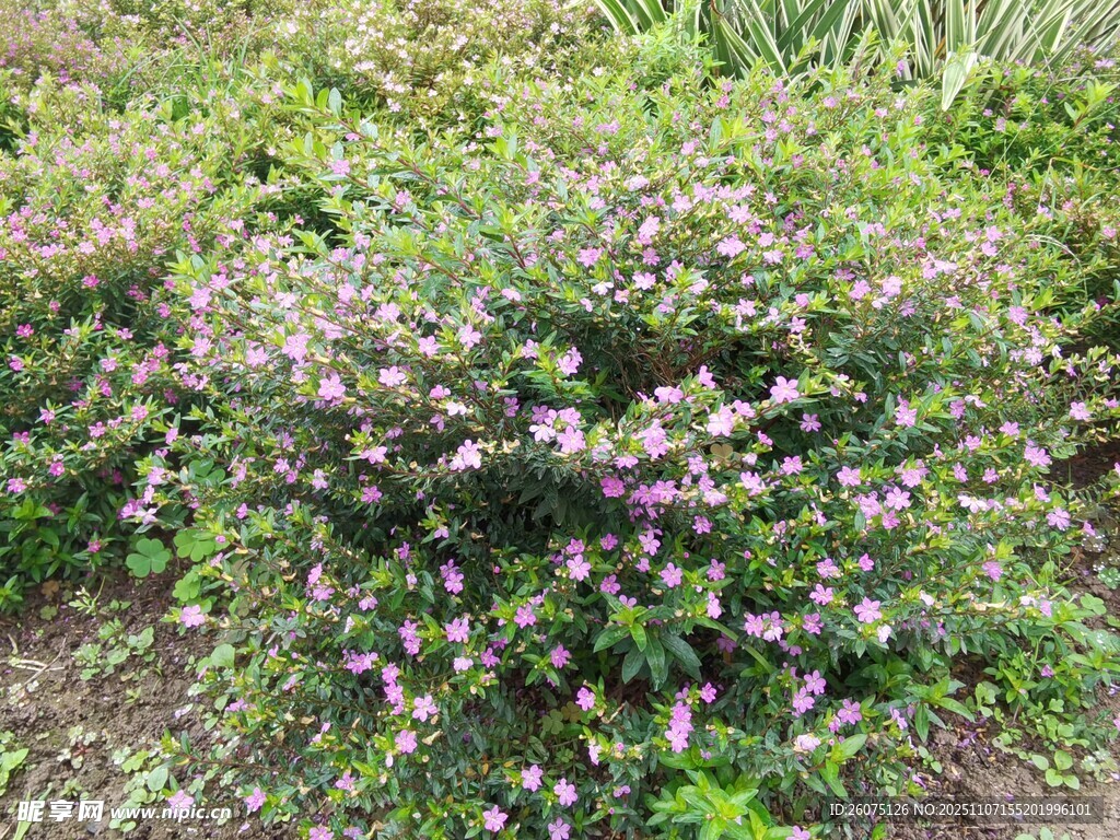 盛开的紫色花丛