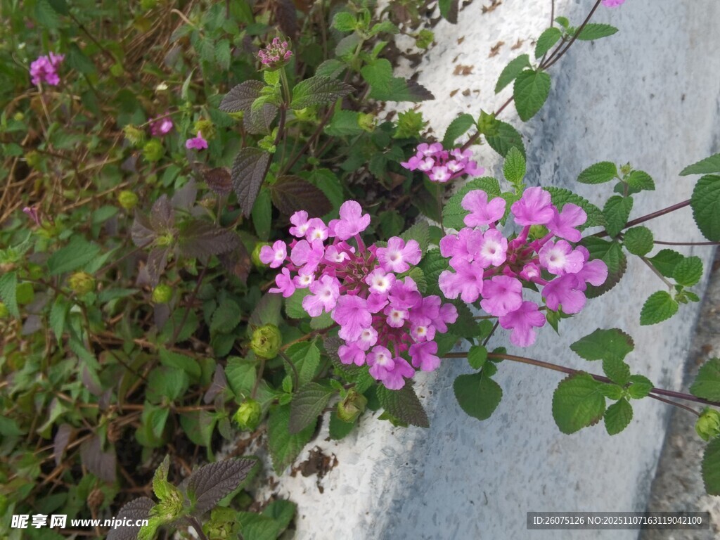 路边绽放的粉色美丽小花