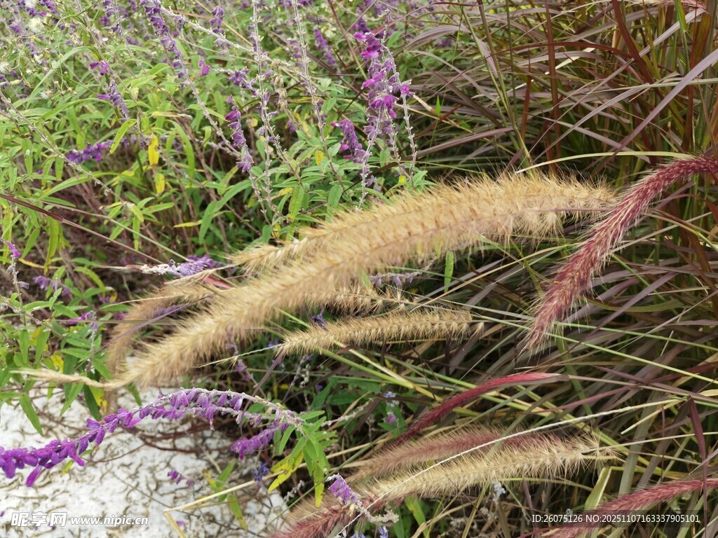 野外丛生的狗尾草
