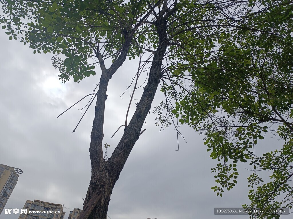 倾斜大树与阴沉天空