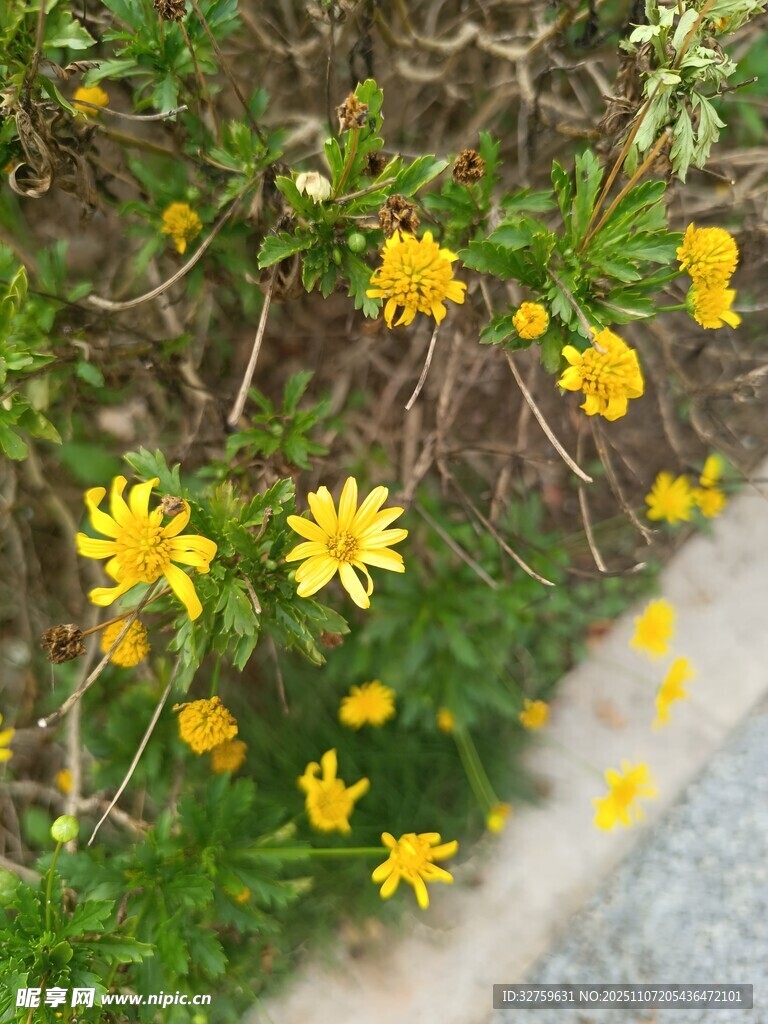 路边绽放的黄色小野花