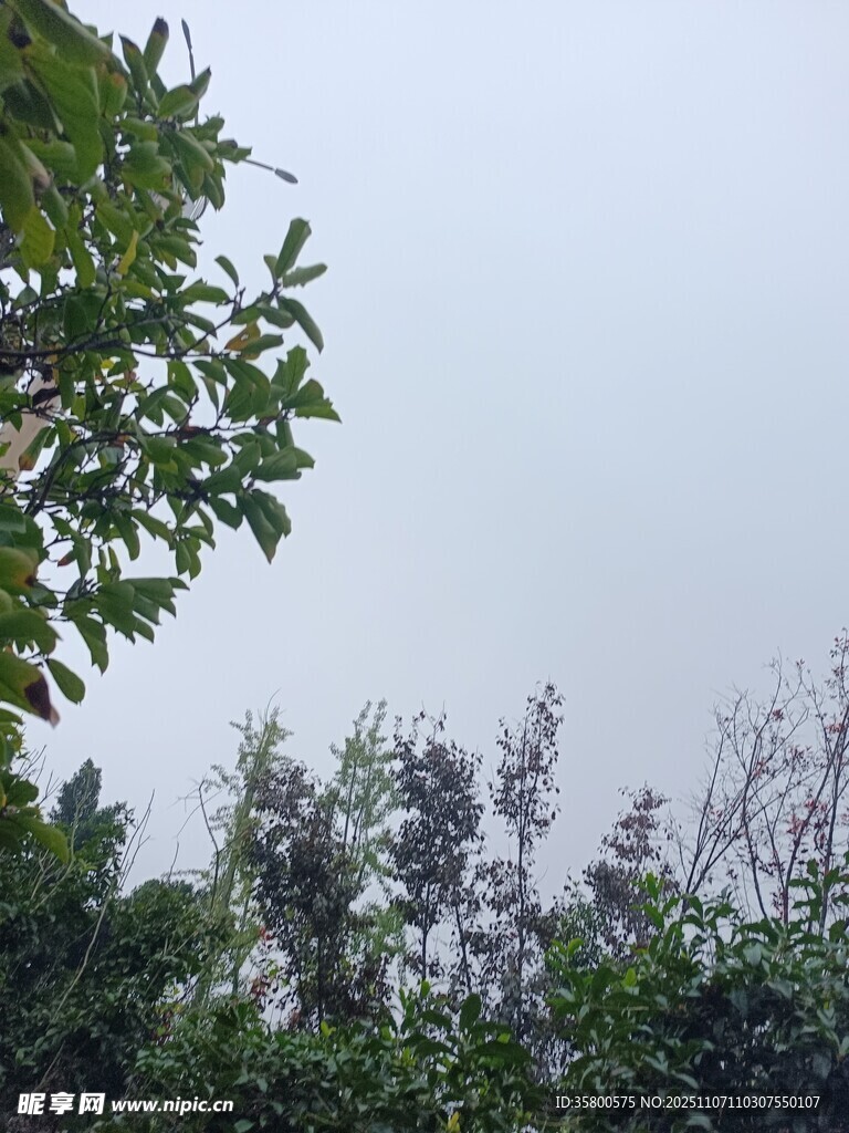 绿树蓝天自然景致