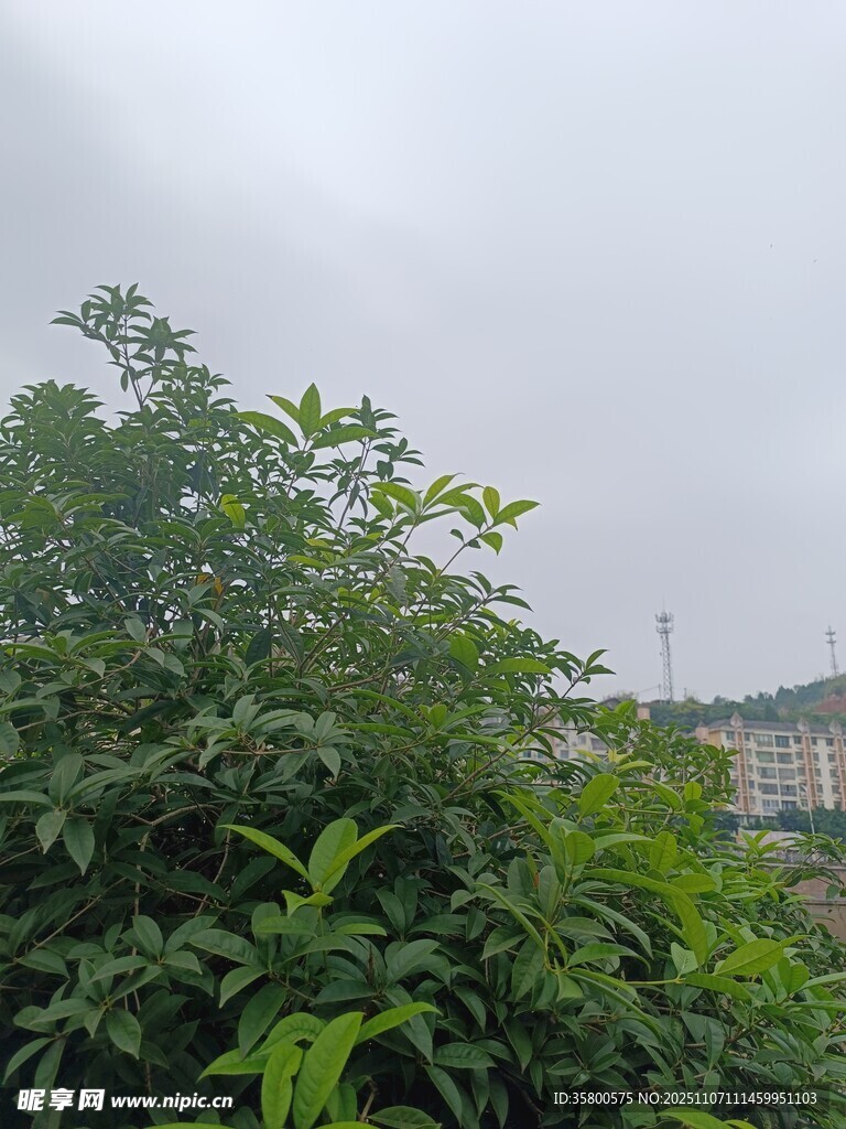 绿植掩映下的城市远景