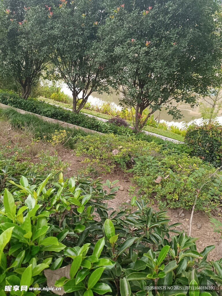 绿意盎然的户外植物景观