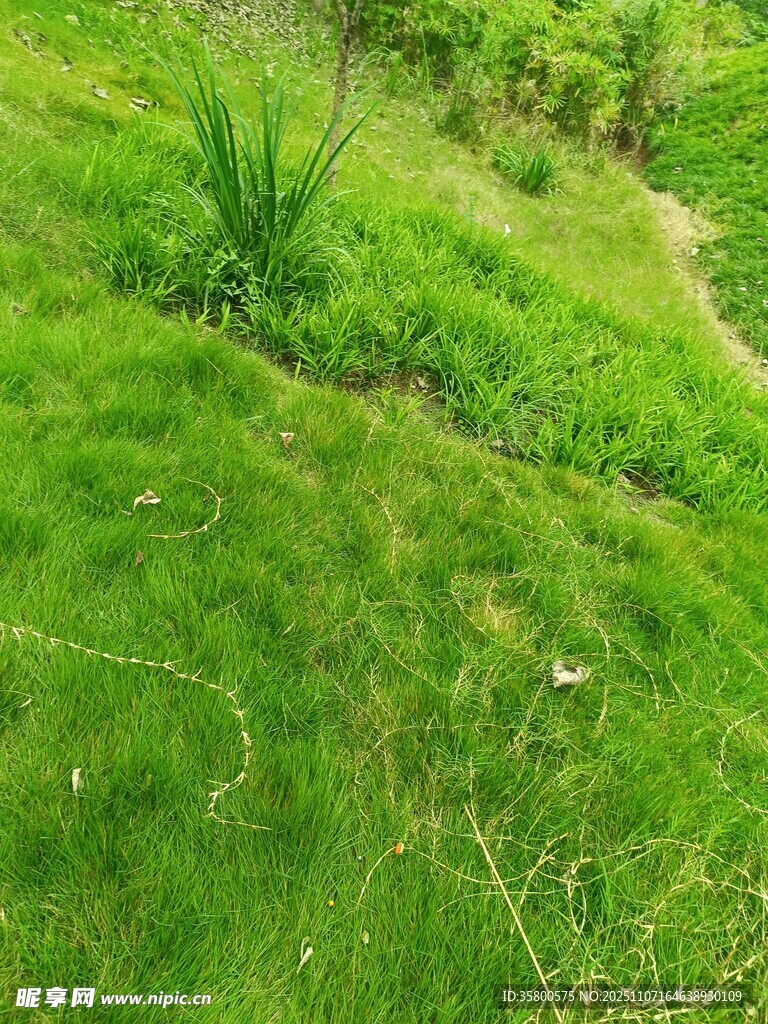 翠绿草地中的蜿蜒小径