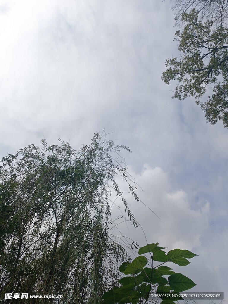 天空下的绿树与枝叶