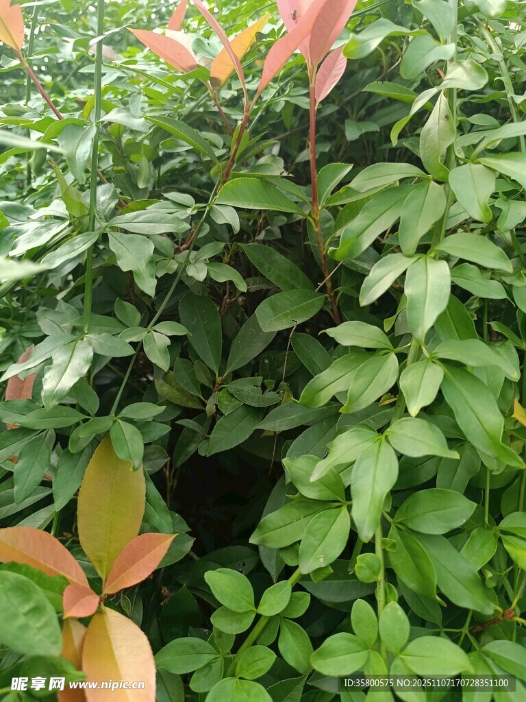 绿叶间的多彩植物