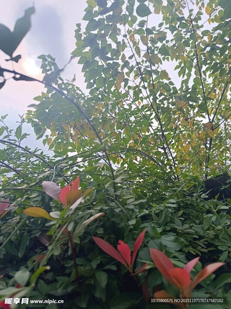 绿叶红植间的自然景致