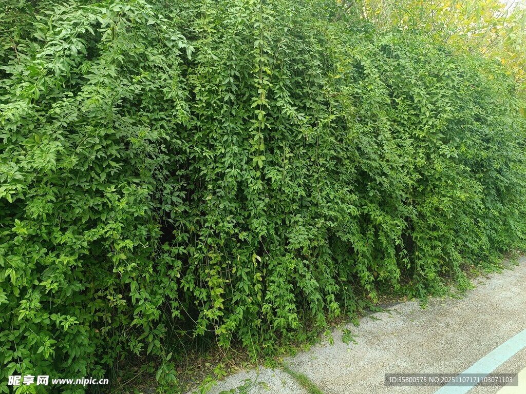 翠绿藤蔓覆盖的墙面