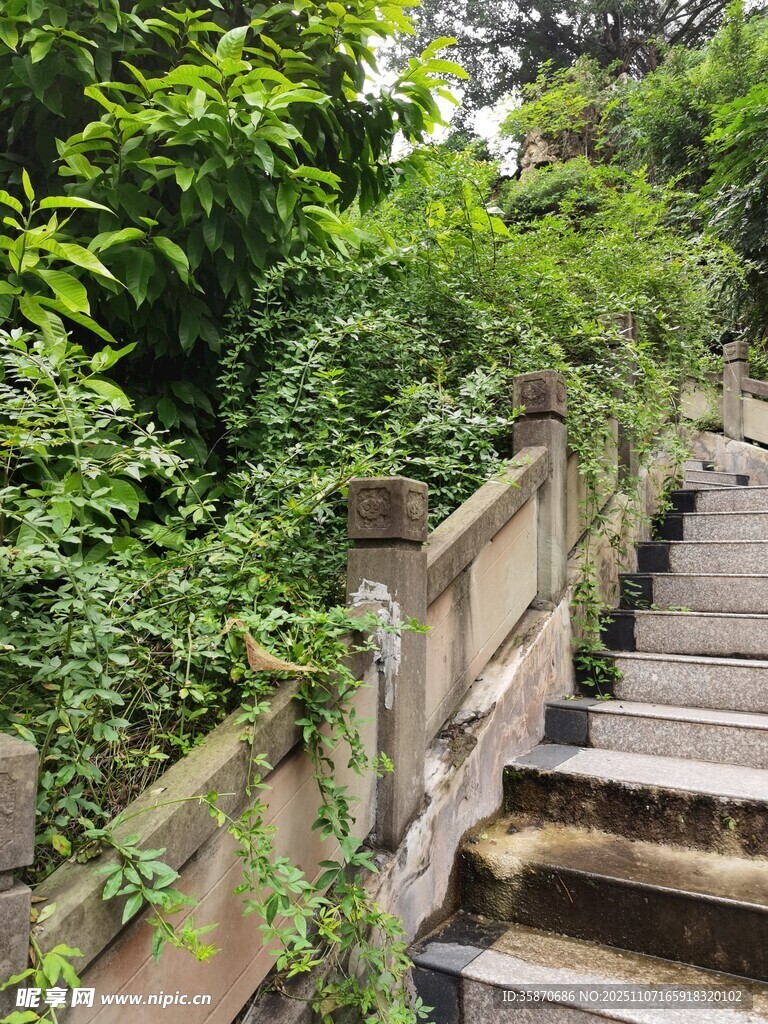 石梯旁繁茂绿植景观