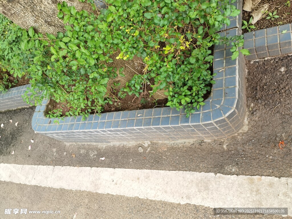 砖砌花坛中的绿植景观