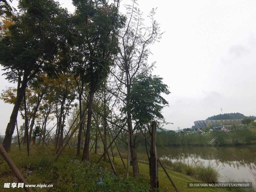 郊外河畔树林风景