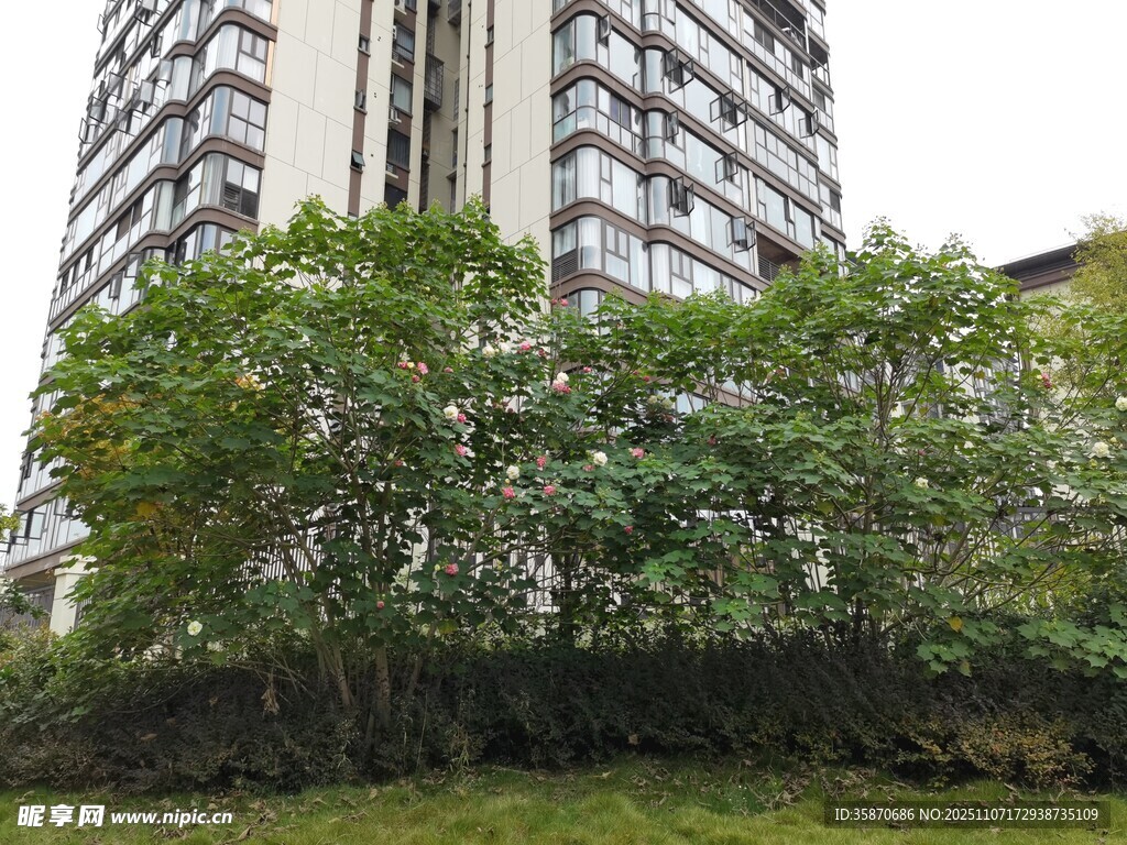 高楼旁的葱郁绿植