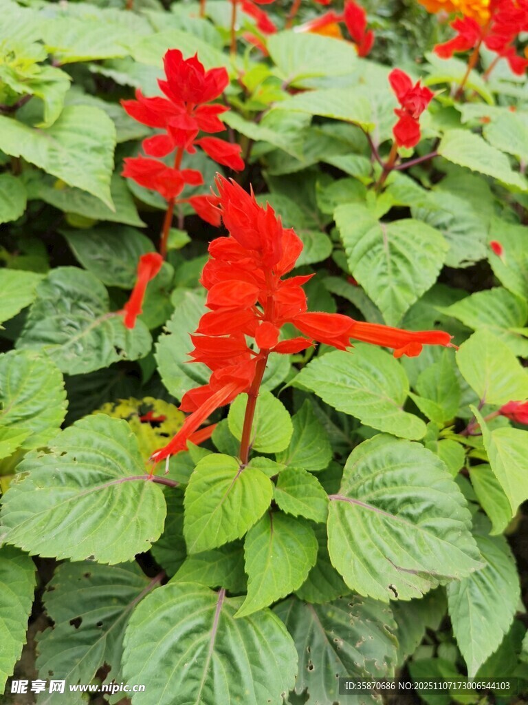 鲜艳一串红绿叶相映衬