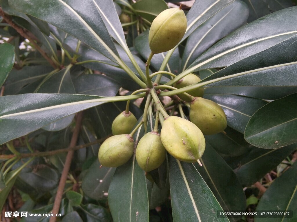 海桐果实特写
