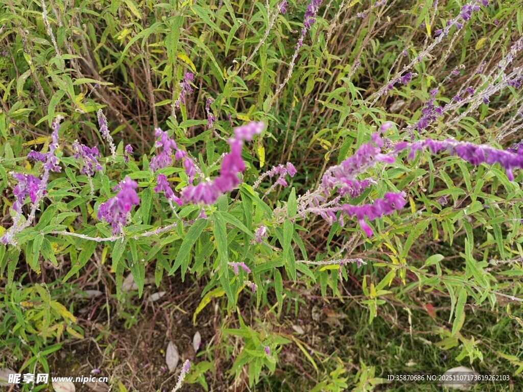 紫色野花绽放于草丛间