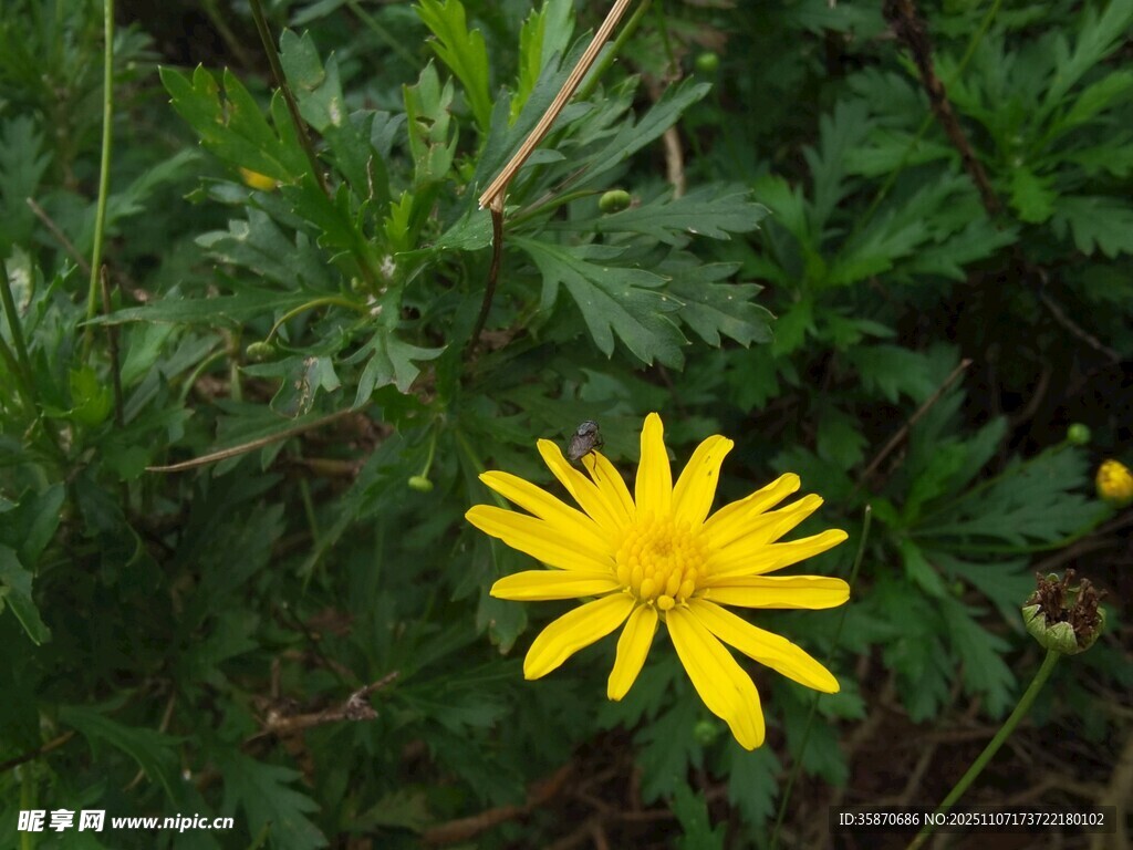 绿叶间的黄色小菊花