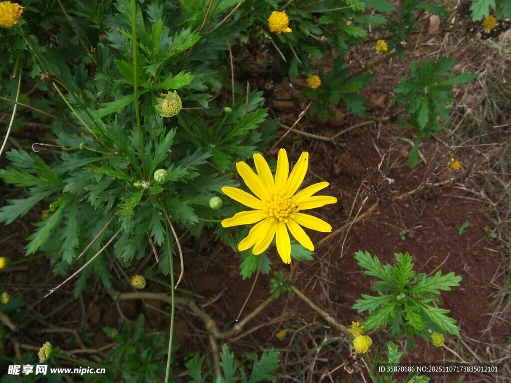 黄色小花绽放于绿叶间
