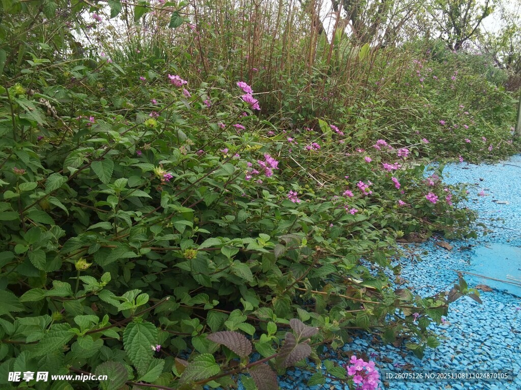 蓝道旁盛放的繁茂花草