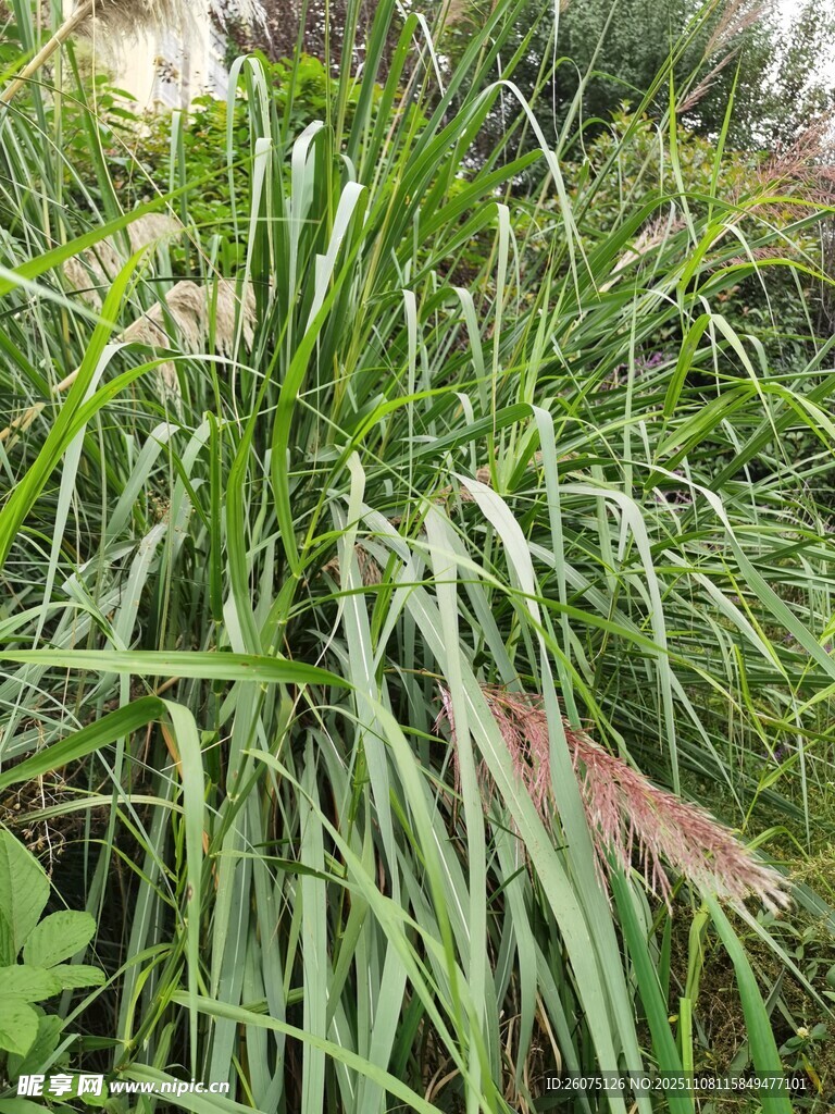 茂盛的绿色草丛