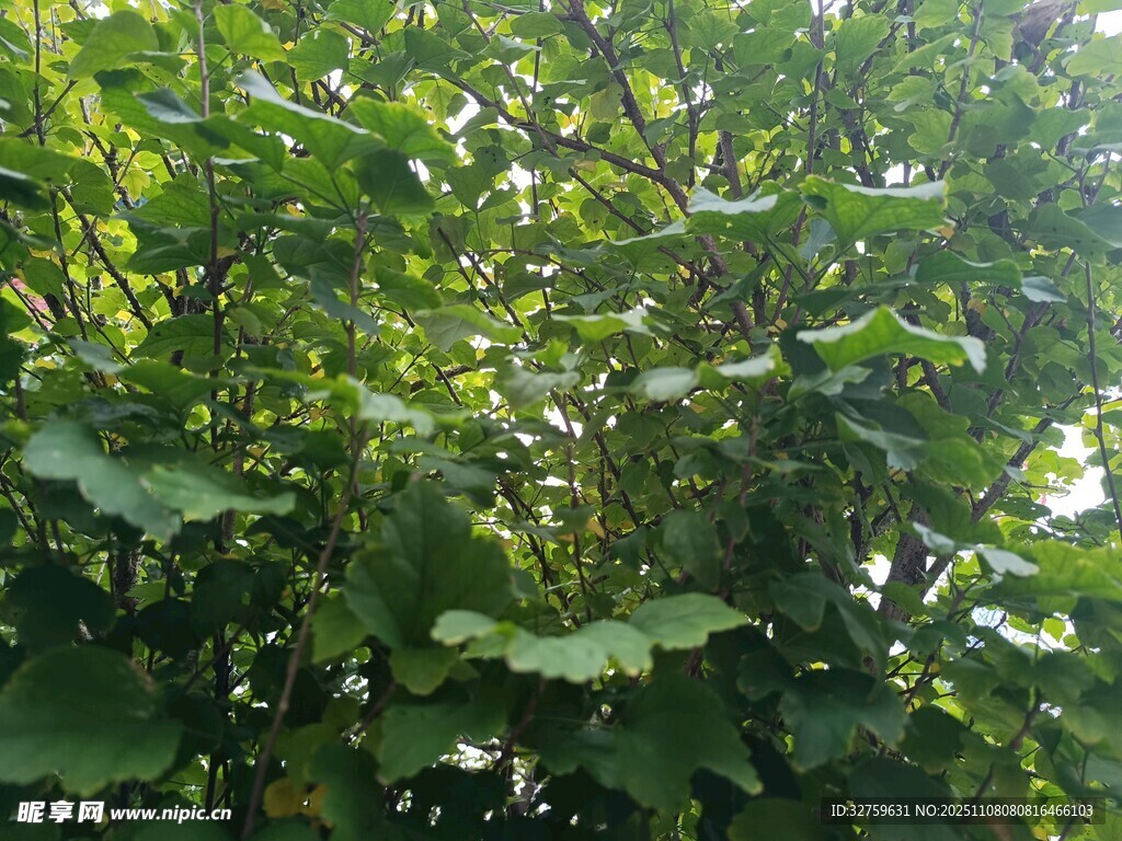繁茂绿植展现自然生机