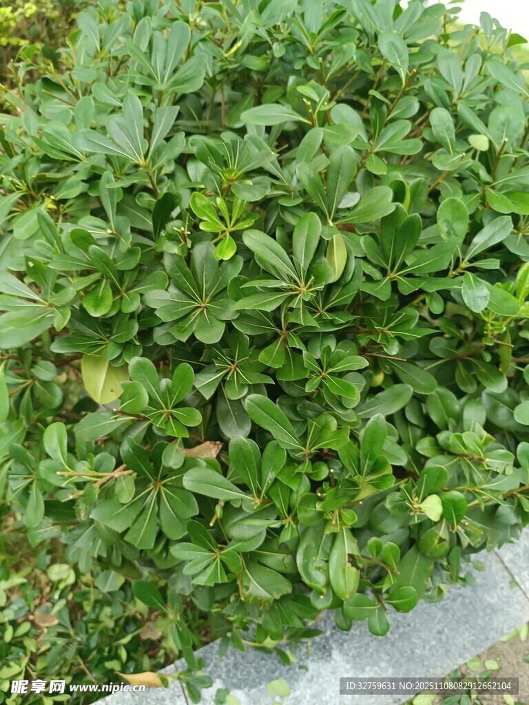 绿叶繁茂的低矮植物