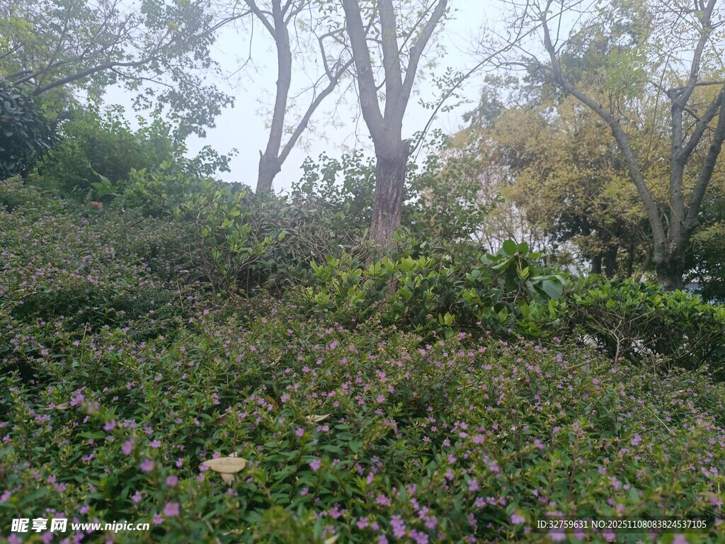 绿意盎然的山坡树林景观