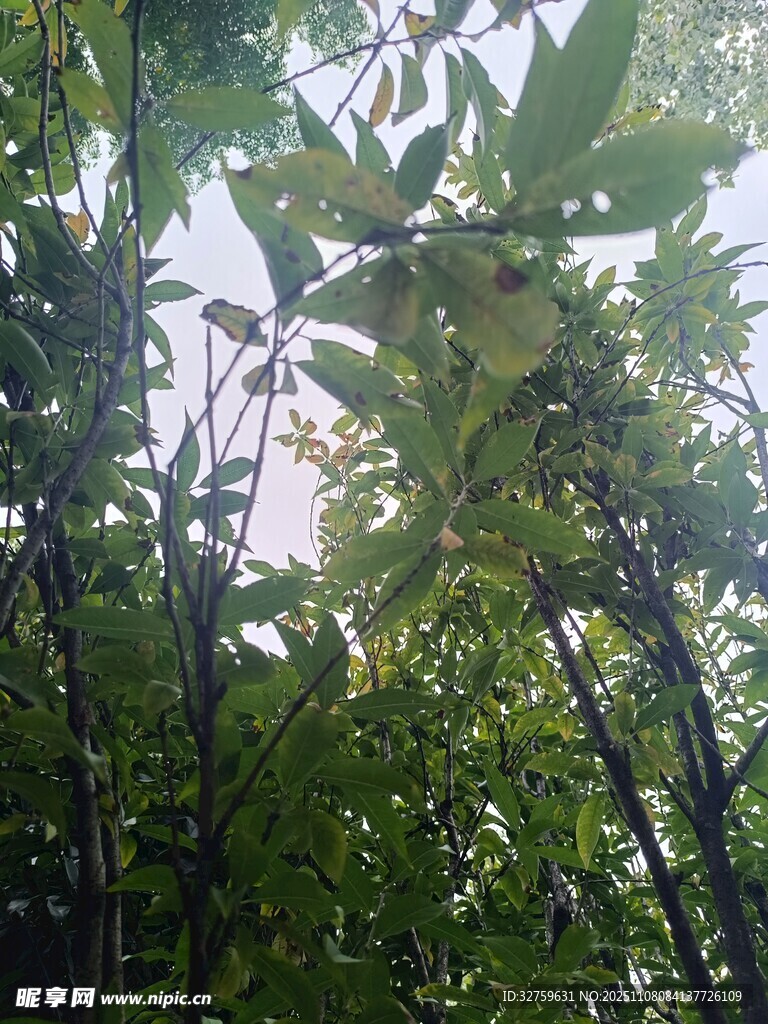 茂密树林中的繁茂枝叶