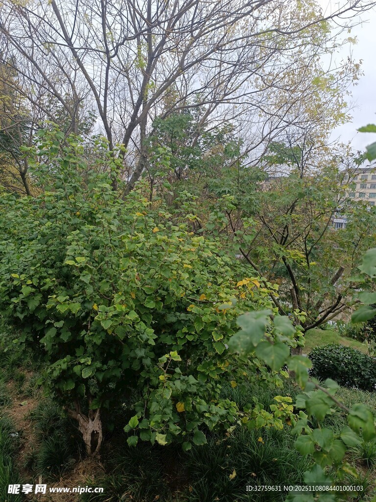 繁茂绿植的自然景致