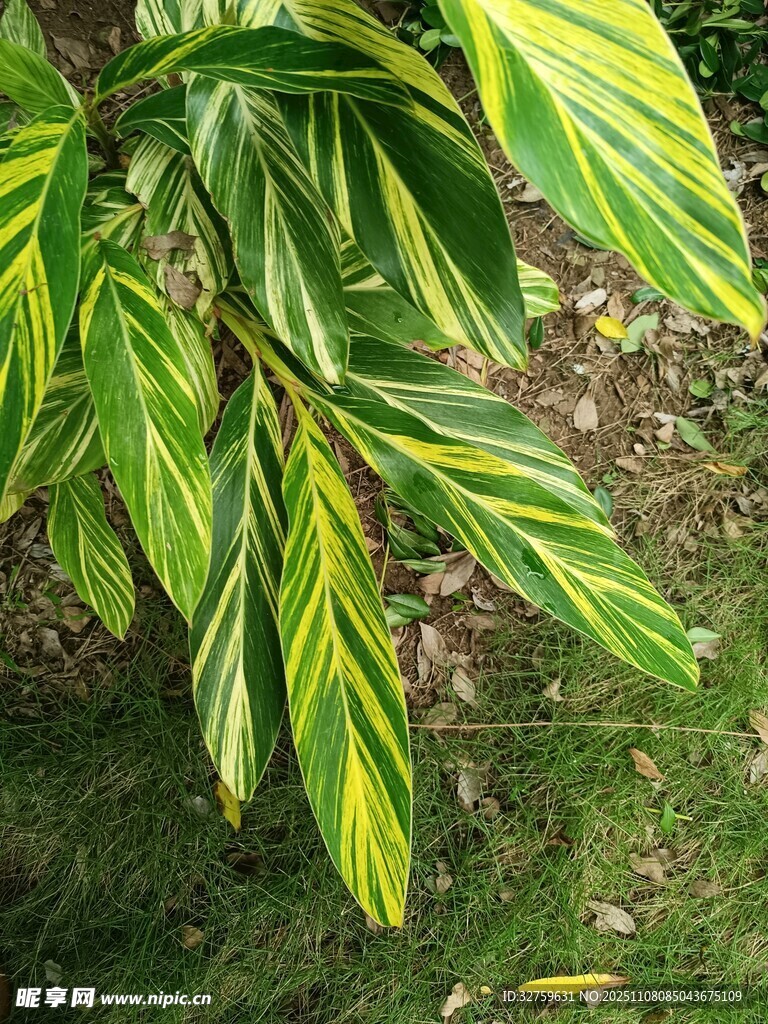 黄绿相间的热带植物叶片