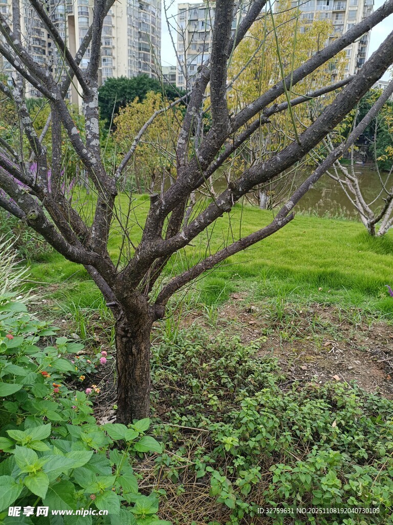 公园中枝干光秃的树木