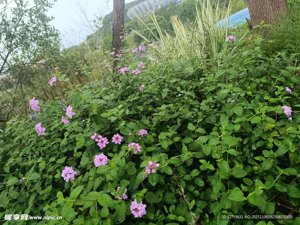草丛中的娇艳粉色小花