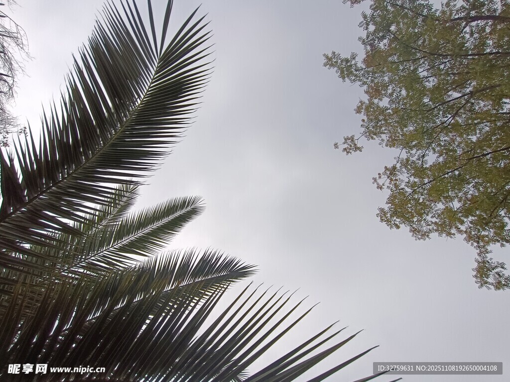 仰视下的棕榈叶与树冠
