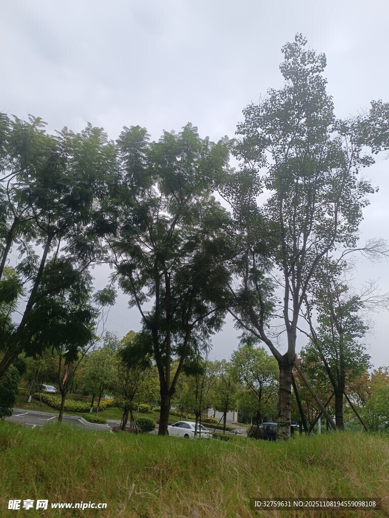 公园绿树成荫的景致