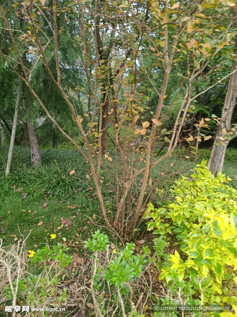 林间繁茂绿植景观