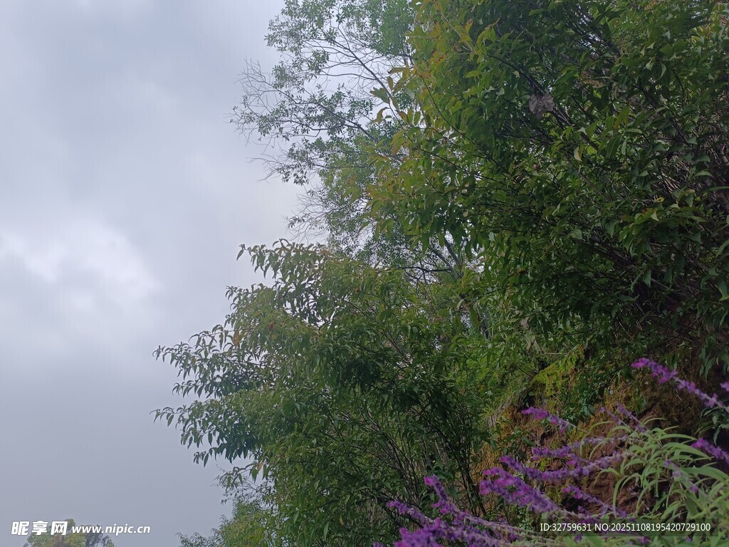 繁茂绿植与绚烂花卉