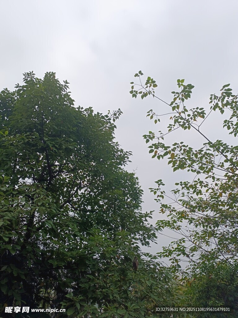 阴天中的葱郁树木