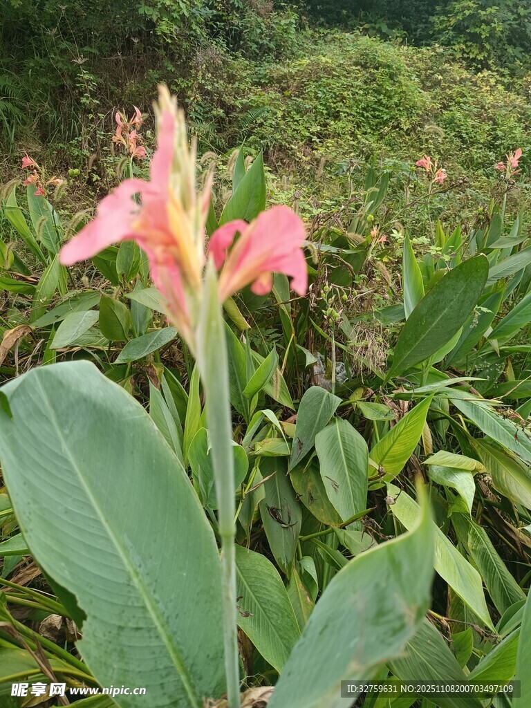 娇艳美人蕉绽放于绿野